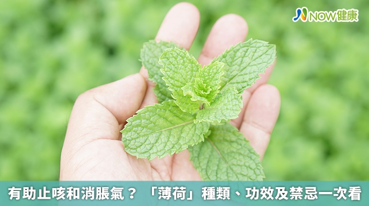 有助止咳和消脹氣? 「薄荷」種類、功效及禁忌一次看