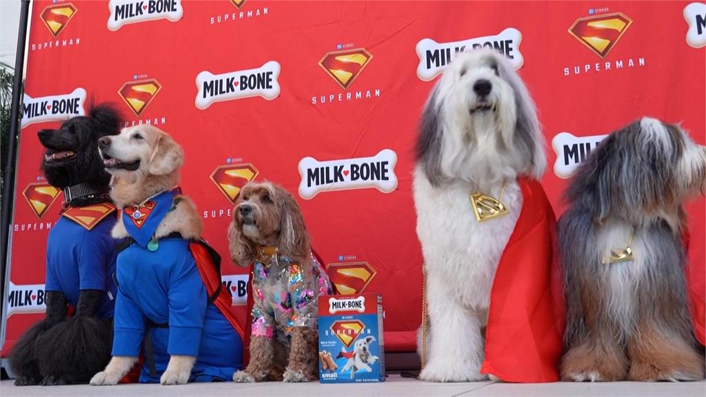 超人電影萌犬「超狗」立大功! 「這關鍵字」搜尋次數破500%