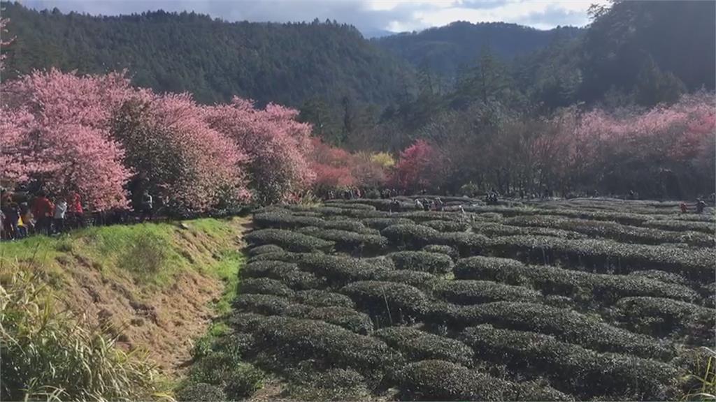 「上山前清空膀胱」　賞櫻得先歷經塞車惡夢