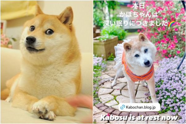 全球迷因柴犬「Doge」18歲高齡辭世　狗狗幣應聲下挫