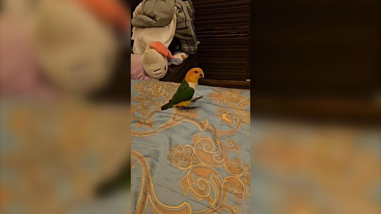 寵物鸚鵡受驚飛走　飼主砸10萬懸賞盼找回