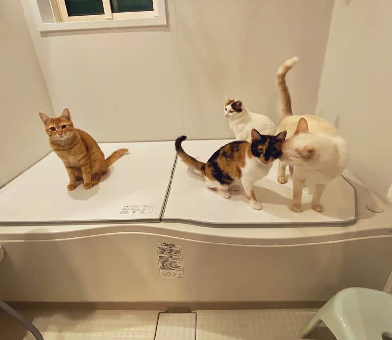 一鍵捕獲所有貓《貓的浴場》家中貓咪全員浴室大集合只為了這個......