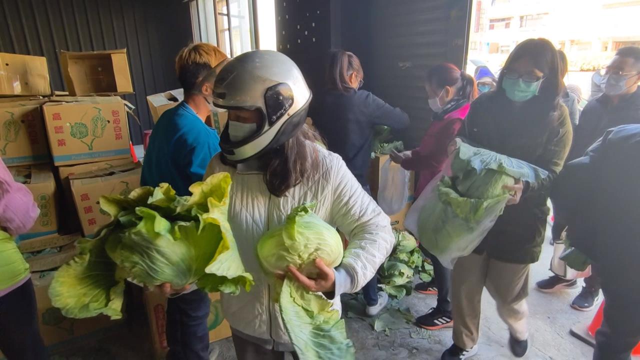 台中發送高麗菜吸引千人排隊　彰化推拔蘿蔔體驗