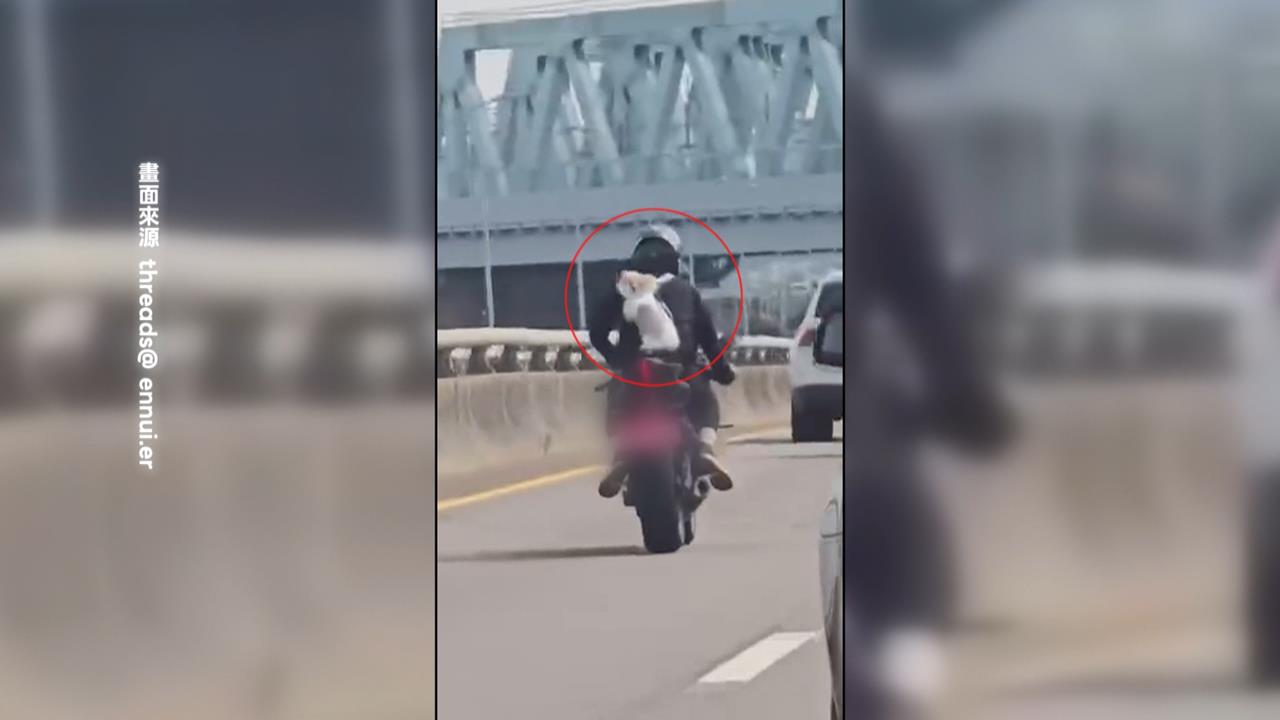 重機騎士背狗兜風畫面曝光　獸醫示警：恐傷犬隻脊椎