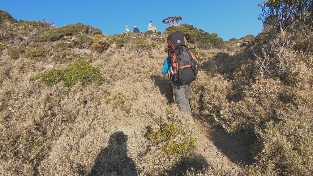 疫情趨緩全民瘋登山！農委會列「8注意事項」上山前必看