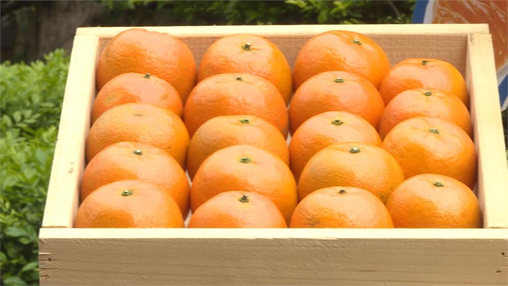 中國陸續禁鳳梨、釋迦及蓮霧　農委會估再來是柑橘