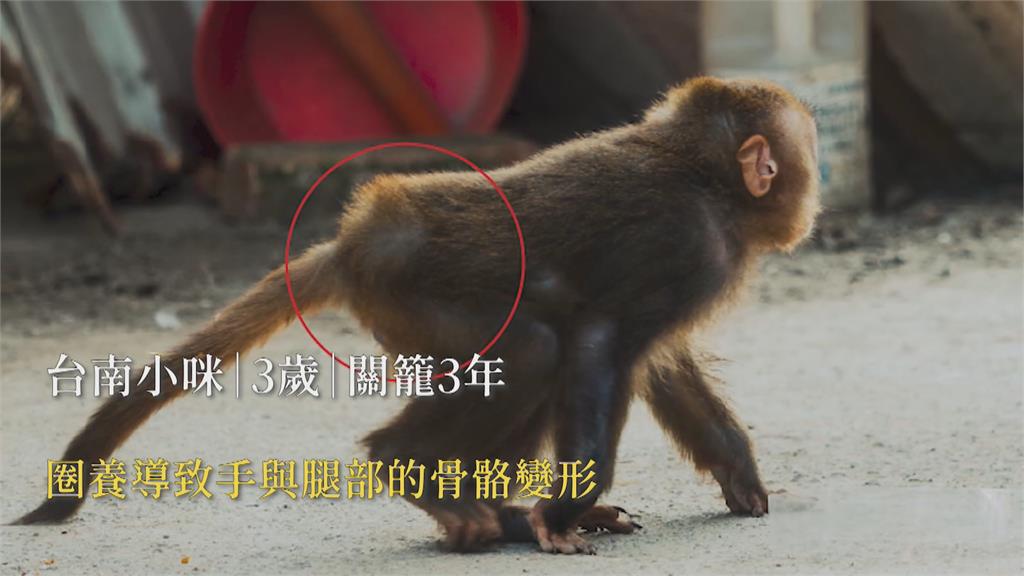 台灣獼猴解除保育身分　3年內逾百件私養通報