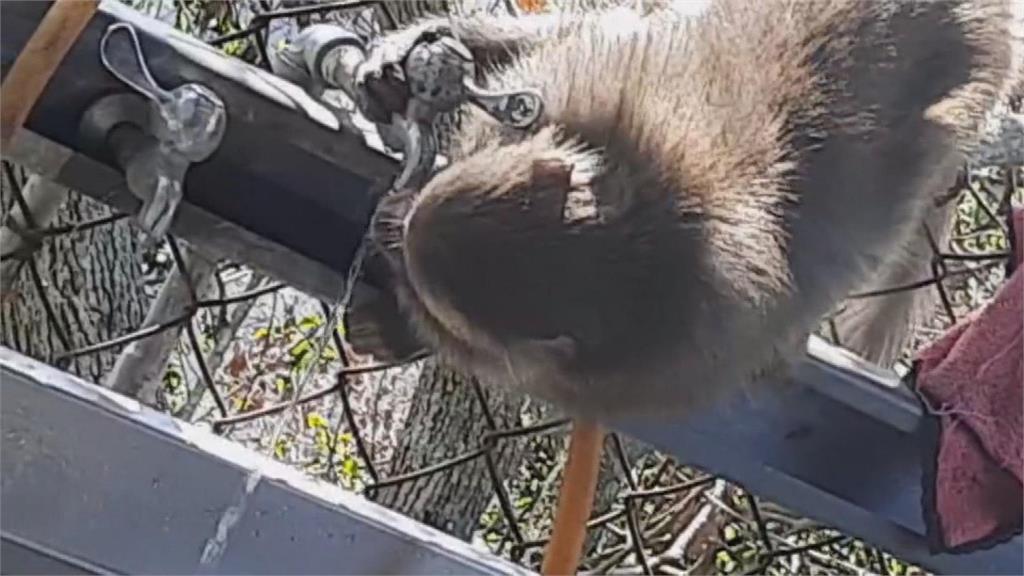 搶奪供品水果強摘鳳梨 松柏嶺獼猴肆虐