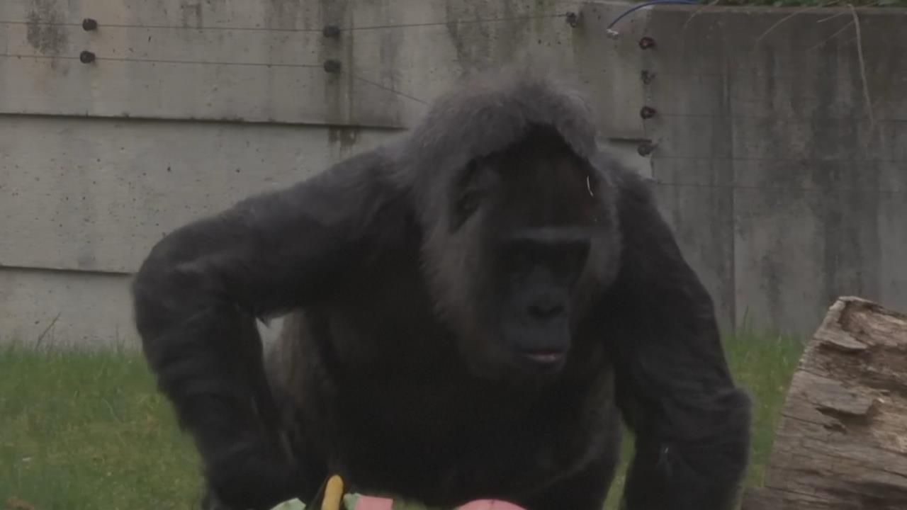 最長壽大猩猩！　德國柏林動物園　「高齡69歲」大猩猩歡慶生日