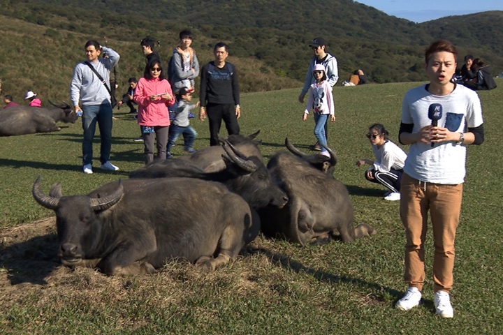 太冷了！擎天崗水牛「凍未條」 下山破壞農地