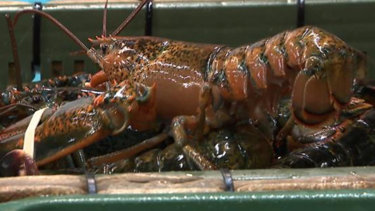 古巴拒台護照入境「我國抵制龍蝦」慘跌7成!他揭「親中3大慘案」:這就是台灣實力