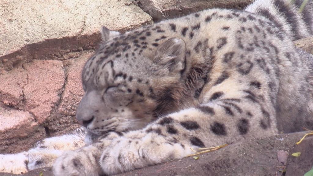 美國內布拉斯加州一處動物園　3隻雪豹染武漢肺炎死亡