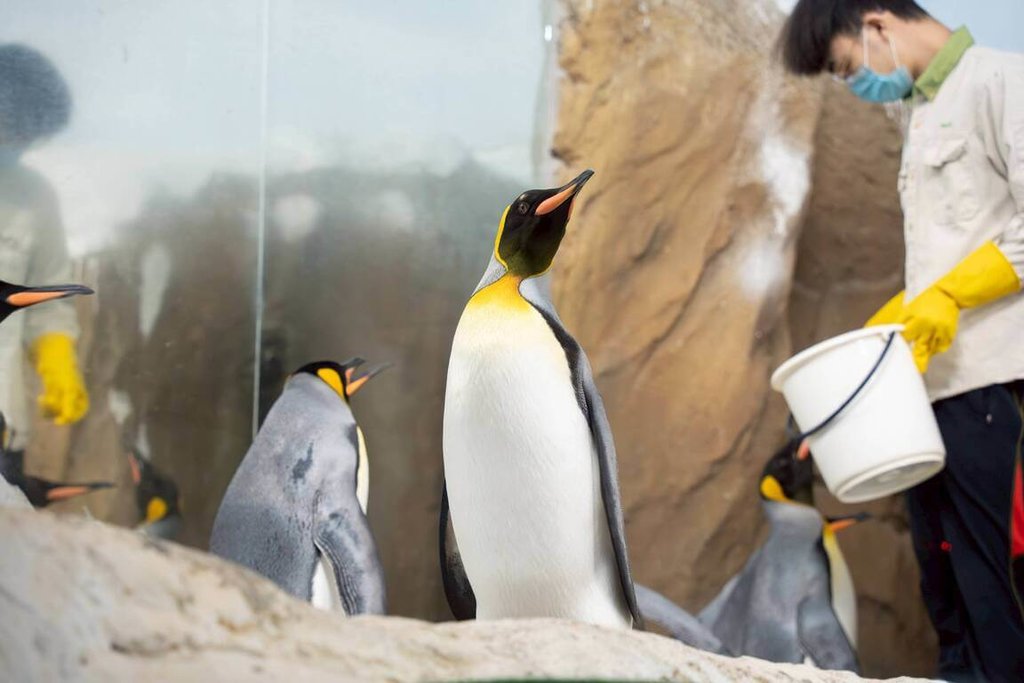北市動物園年度檢修　6/18起休園10天別撲空