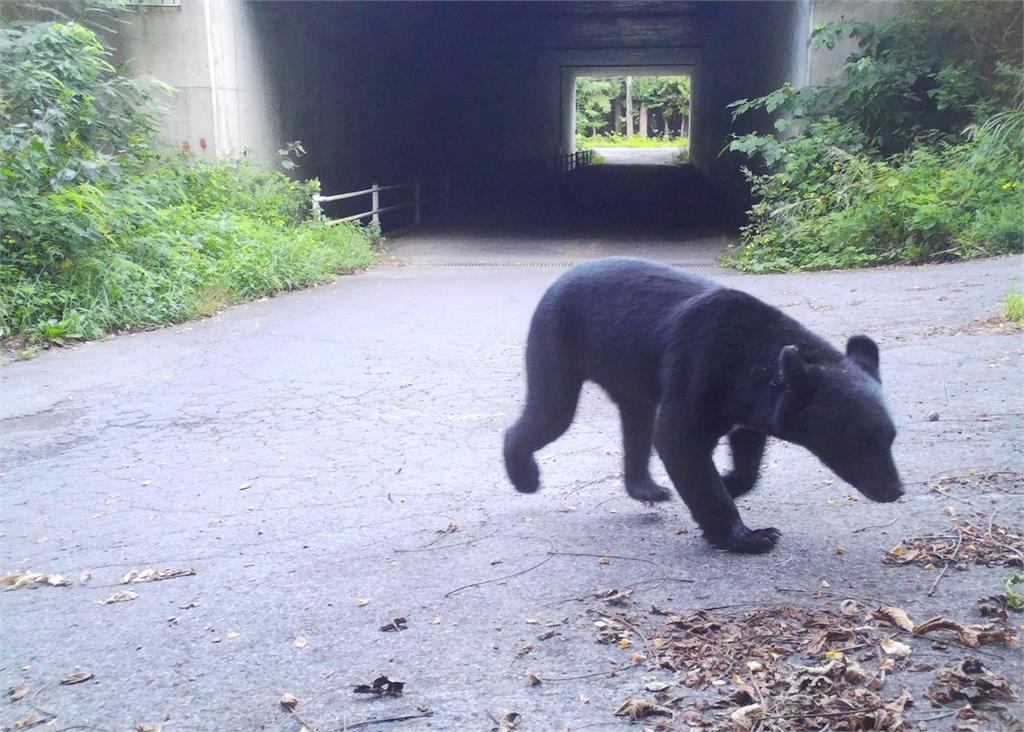 日本秋田熊害惡化！今年已50起傷亡　高齡獵人疲於奔命：比疫情還怕出門