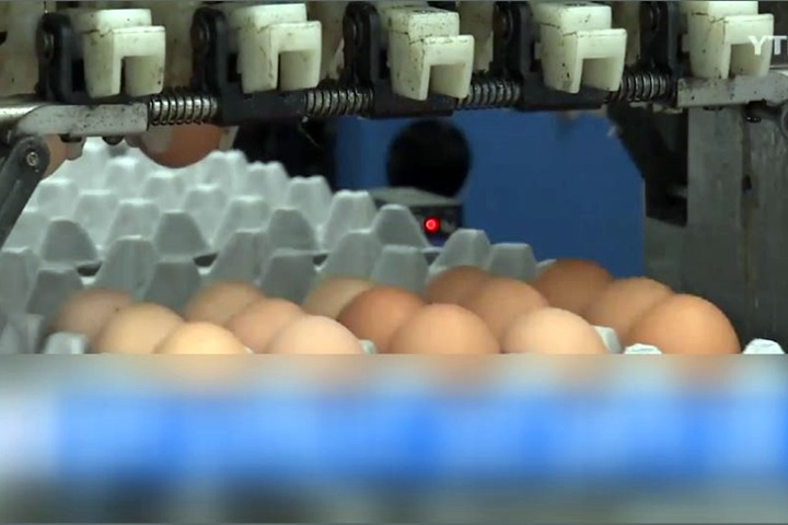 歐洲毒雞蛋風暴未歇  南韓驚傳雞蛋含殺蟲劑