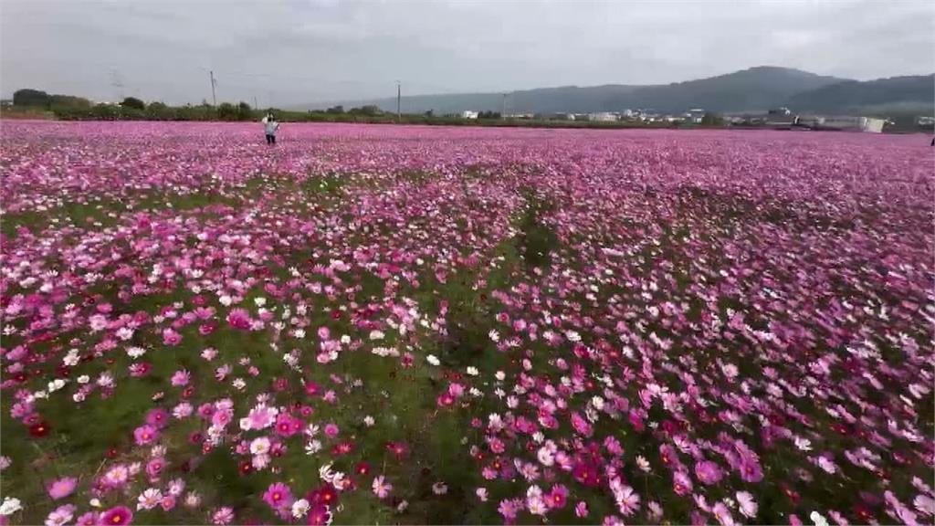 「田中稻草人節」搭配12公頃花海登場　任賢齊回老家一同推廣
