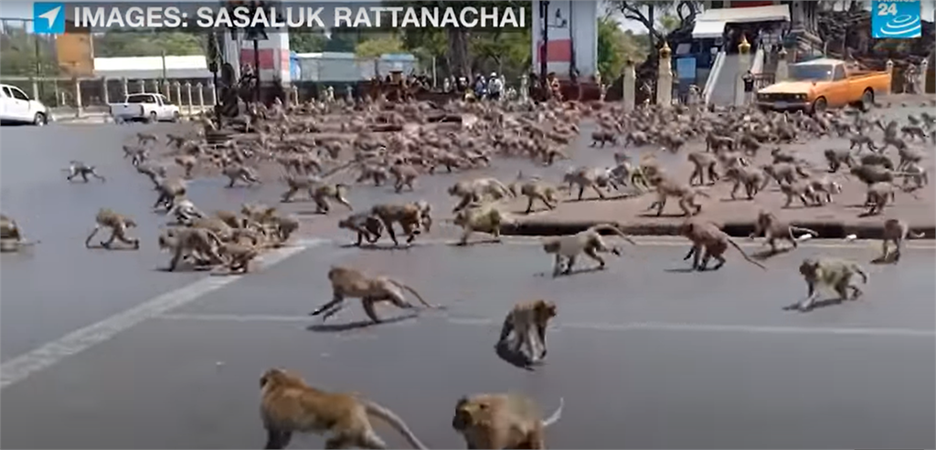 猴子比人多 泰國古城猴滿為患