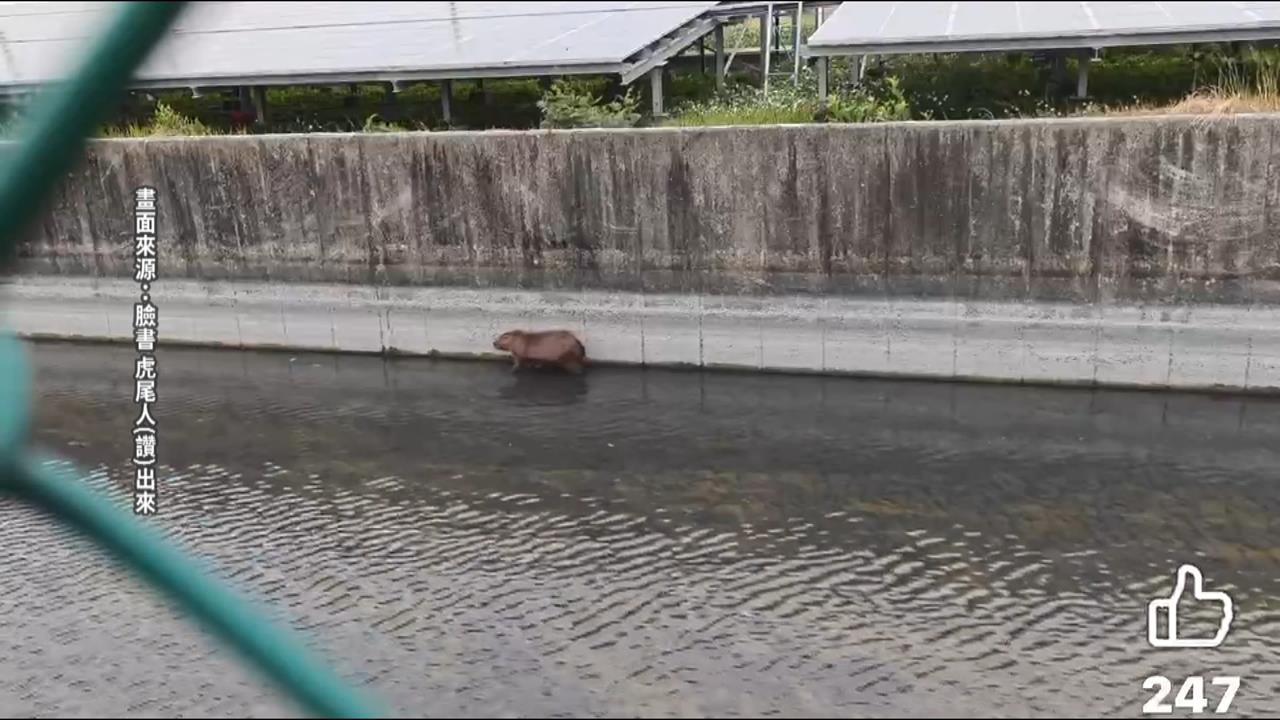 水豚君現身虎尾大排 目擊者:誰家卡皮巴拉脫逃?