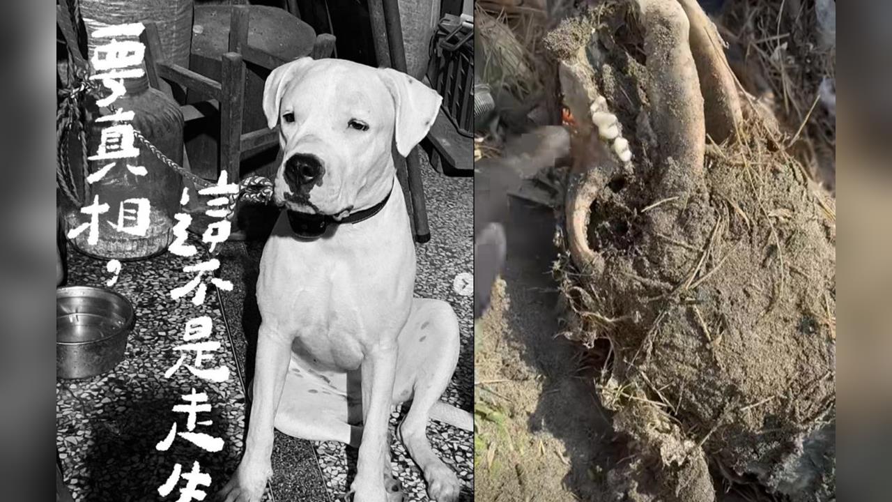 快新聞／尋獲白骨確認是受虐犬「健康」！飼主遭起訴　救援團體怒批動保法失靈