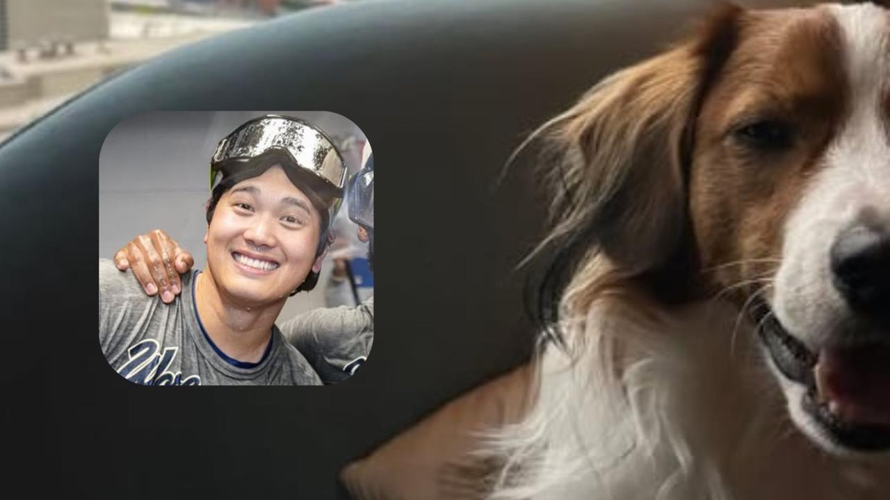 MLB／「好像等到有點累...」大谷奪冠愛犬也在！「彈額頭」待飯店見證老爸二連霸