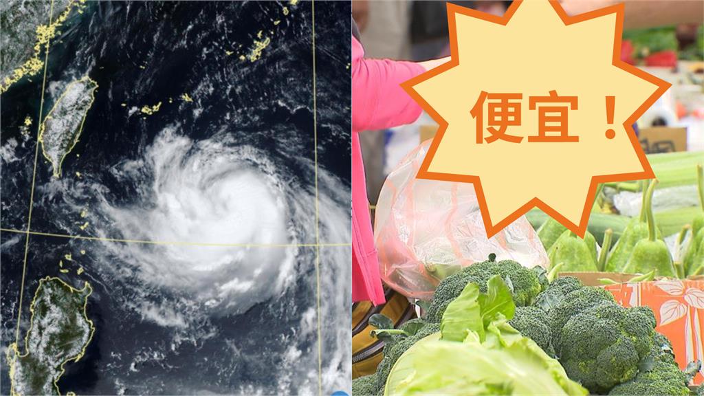颱風豪雨淹水後「飆速復活」強勢回歸　「1神菜」重返低價網嗨喊：買到3把50！