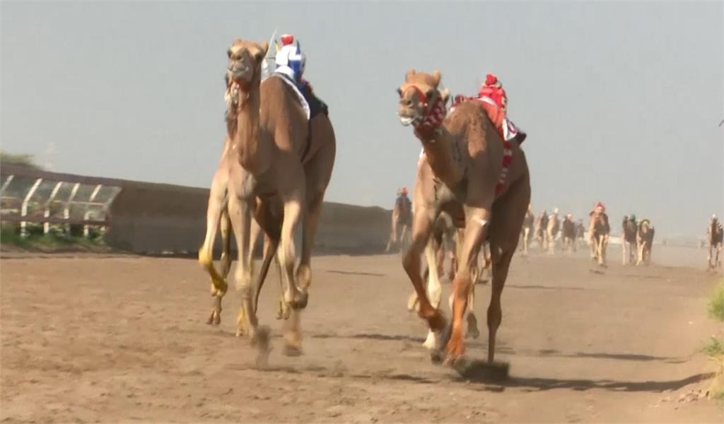 中東<em>阿曼</em>千年歷史駱駝大賽 機器人取代騎師甩鞭