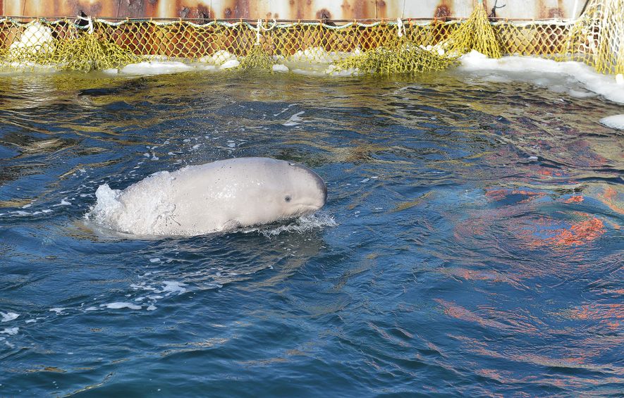 終於可以回家了！俄羅斯「鯨魚監獄」宣布放生最後一批白鯨