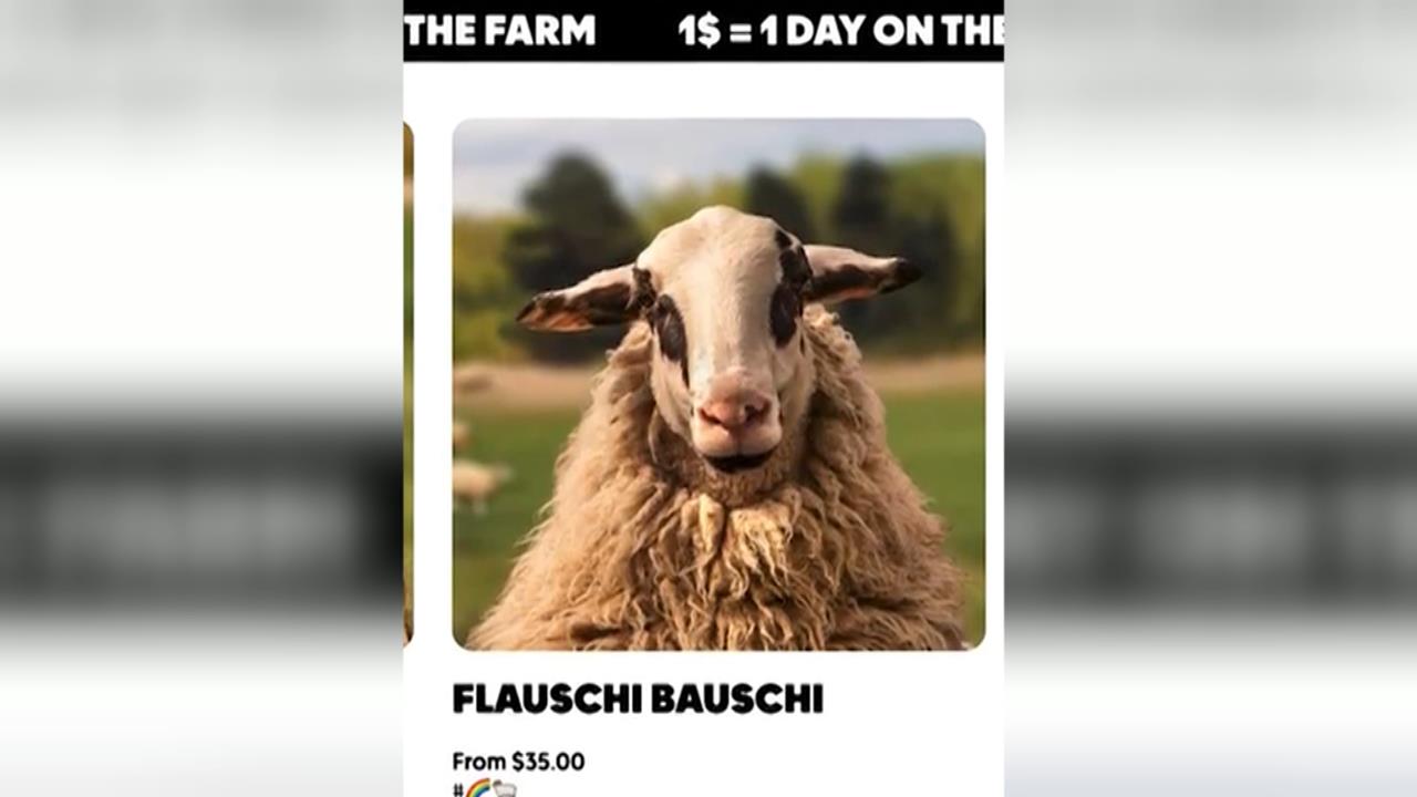 拯救同志羊！　德國牧場賣羊毛製品　商品收益捐助同志團體