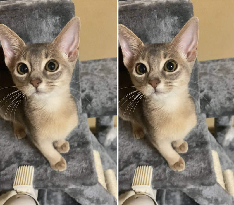 養貓兩週網友分享《喵星人的優點跟缺點》結論就是可愛、可愛、可愛XDD
