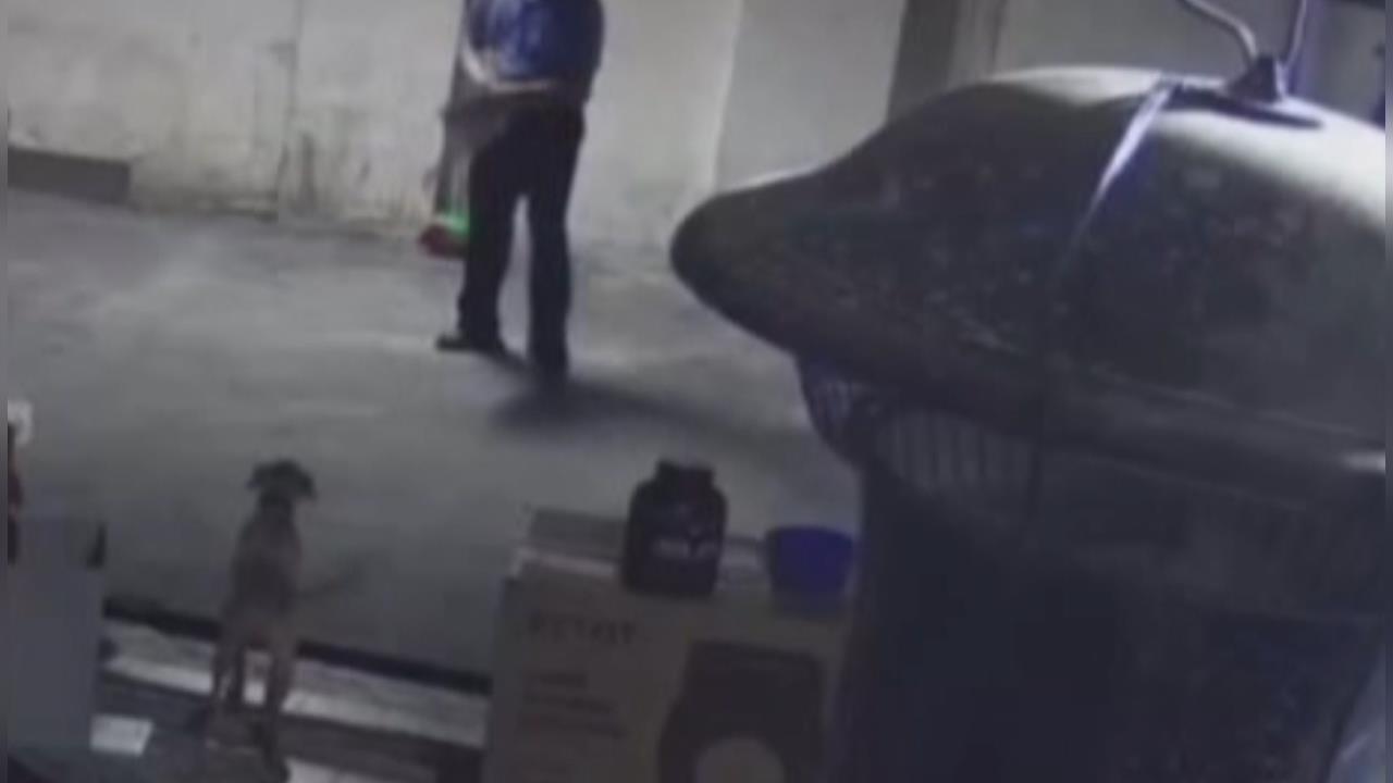 台中飼主控訴鄰居拿石頭丟狗　動保處派員稽查了解