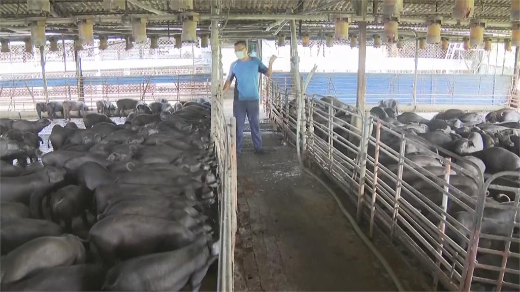 含非洲豬瘟肉品流入市面 合法使用廚餘的養豬場憂心忡忡