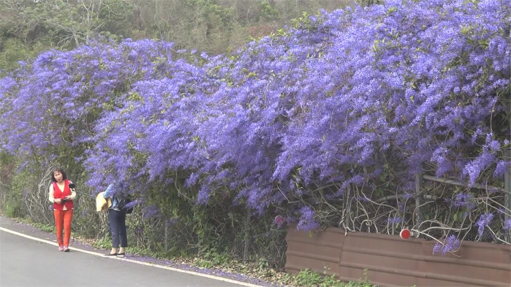 南投中寮「紫瀑花牆」不見了！  遊客搶拍照車禍頻傳  園主「揮淚斬花」