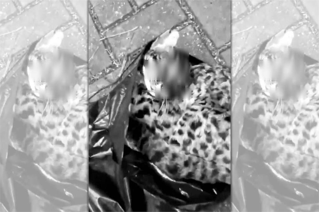 中檢偵破違法獵捕販賣石虎案　聲押禁見主嫌越籍失聯移工