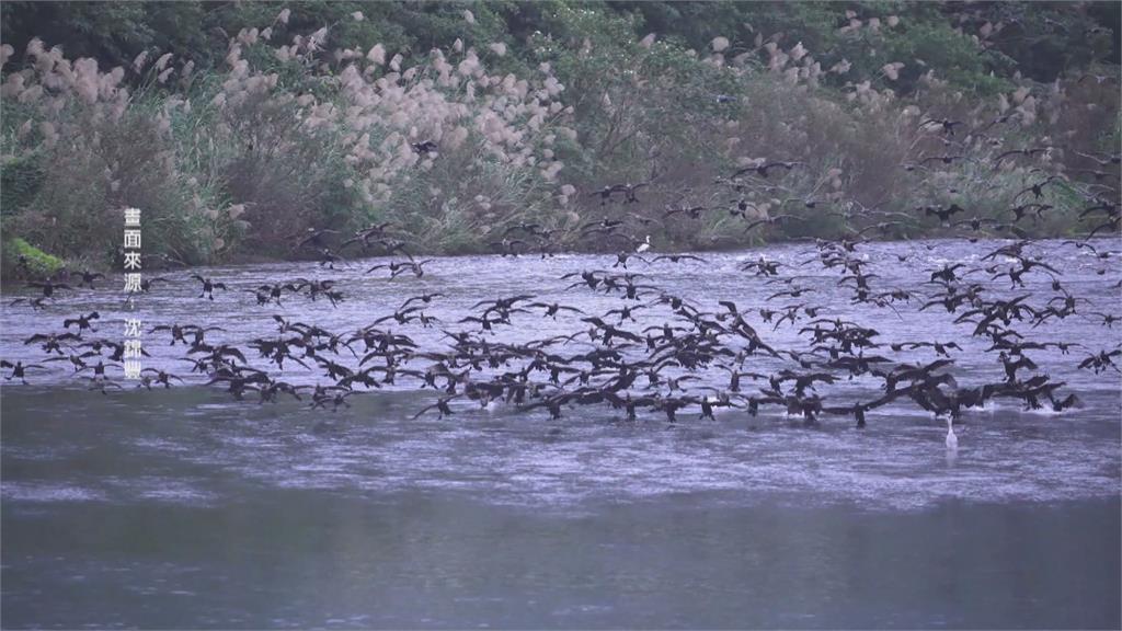 基隆河變乾淨了！1500隻「鸕鶿」來台過冬　可吃下40萬尾吳郭魚
