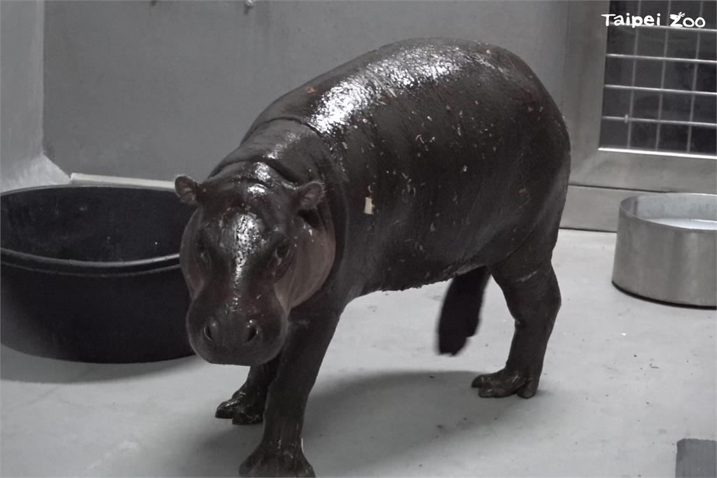 快新聞／台北動物園迎新成員！　2歲侏儒河馬「Thabo」抵台超萌畫面曝