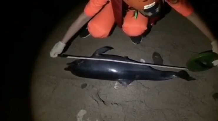 快新聞／難過！ 長86公分飛旋海豚死在沙灘 體型嬌小評估尚在哺乳期