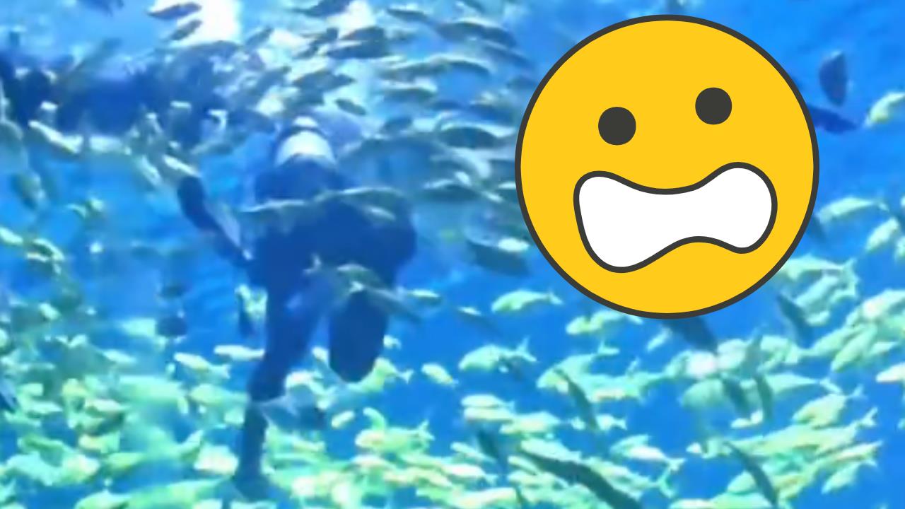 中國男到海洋館潛水！頭遭「3公尺鯊魚」撕咬噴血⋯員工還問：要繼續嗎