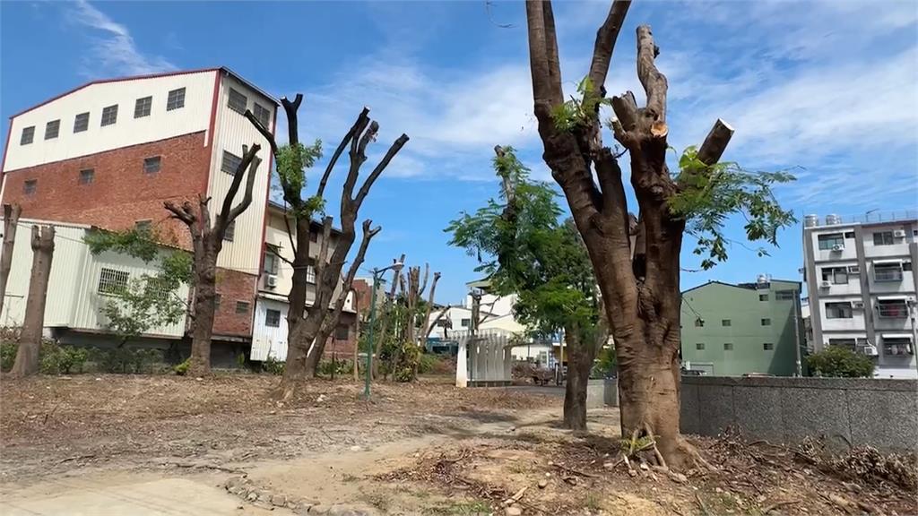 大刀闊斧？南投市成功公園樹木　遭「理光頭」一葉不留
