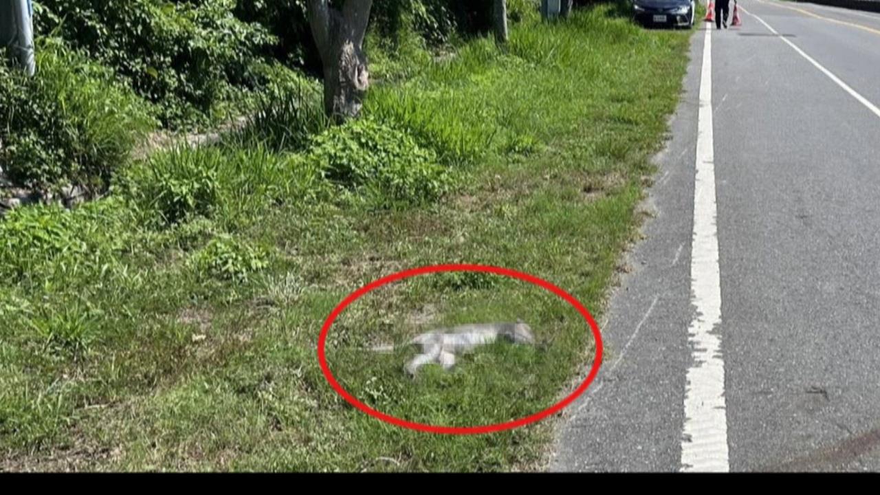 獼猴出車禍！　獼猴竄出遭機車撞上亡　警報案單當事人寫「猴子、路面」