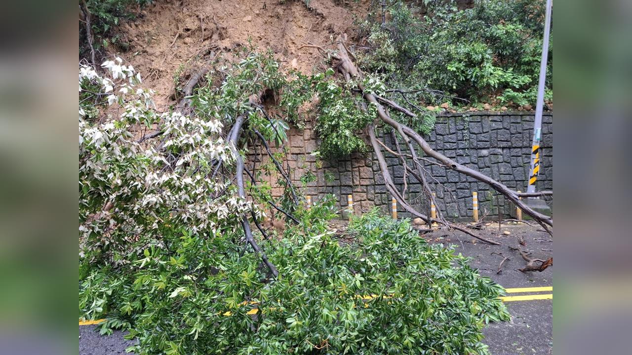 梅雨季最強雨勢！　桃園、基隆路樹驚傳倒塌