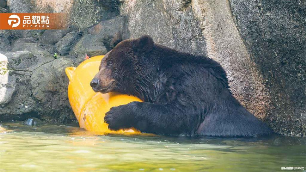 棕熊「小喬」疑腫瘤復發！ 北市動物園啟動安寧評估
