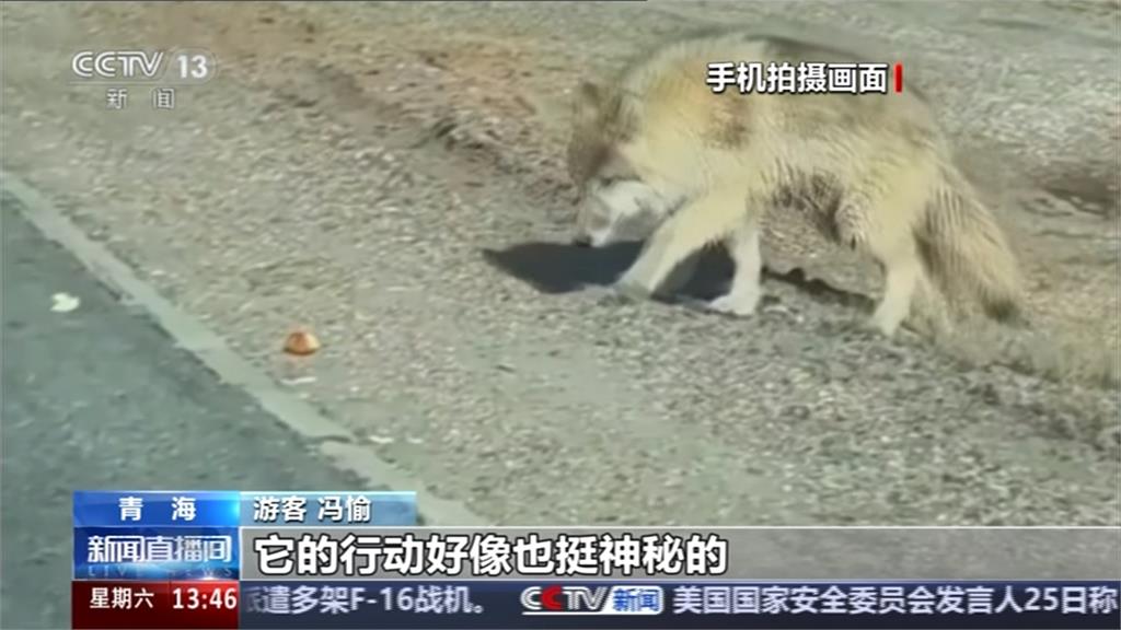 可可西里「網紅狼」爆紅　胖成水桶腰看不見脖子