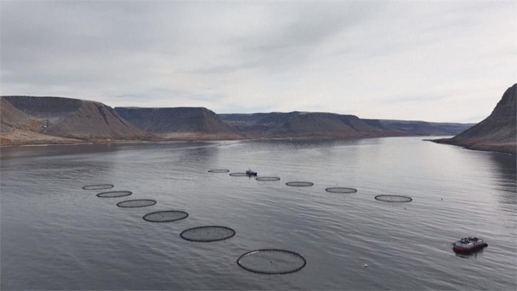 冰島養殖場爆史上最大規模感染　100萬條鮭魚集體染海蝨全撲殺