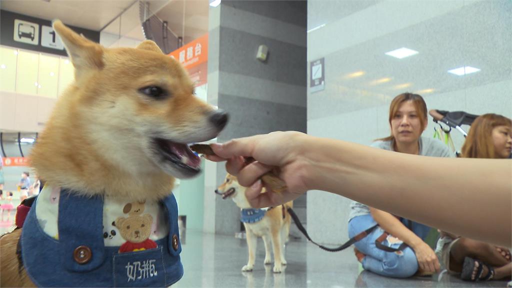 你家毛小孩吃得安心嗎? 立委準備提寵物食安專法