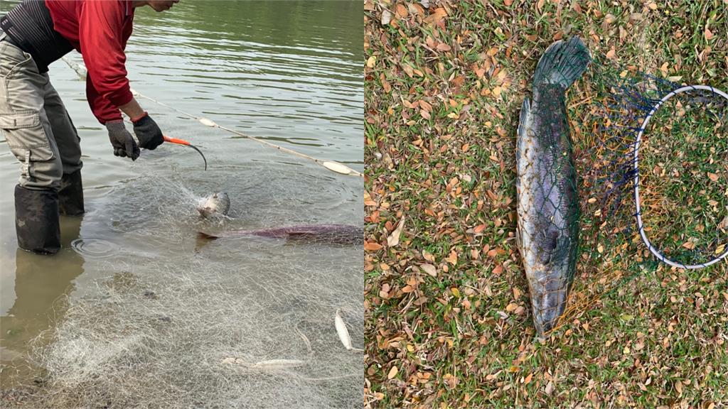 魚虎入侵台南景觀湖「大頭鰱」慘遭攻擊！工務局打撈2小時「抓1兇手」