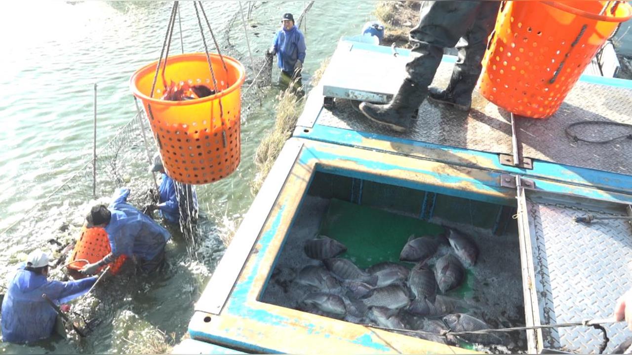 異言堂(影)／關稅利多定心丸   台灣鯛競爭力超車中、巴、越