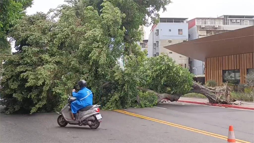 卡努逼近！北市颳10級強陣風　已22棵路樹倒塌、5廣告招牌吹落