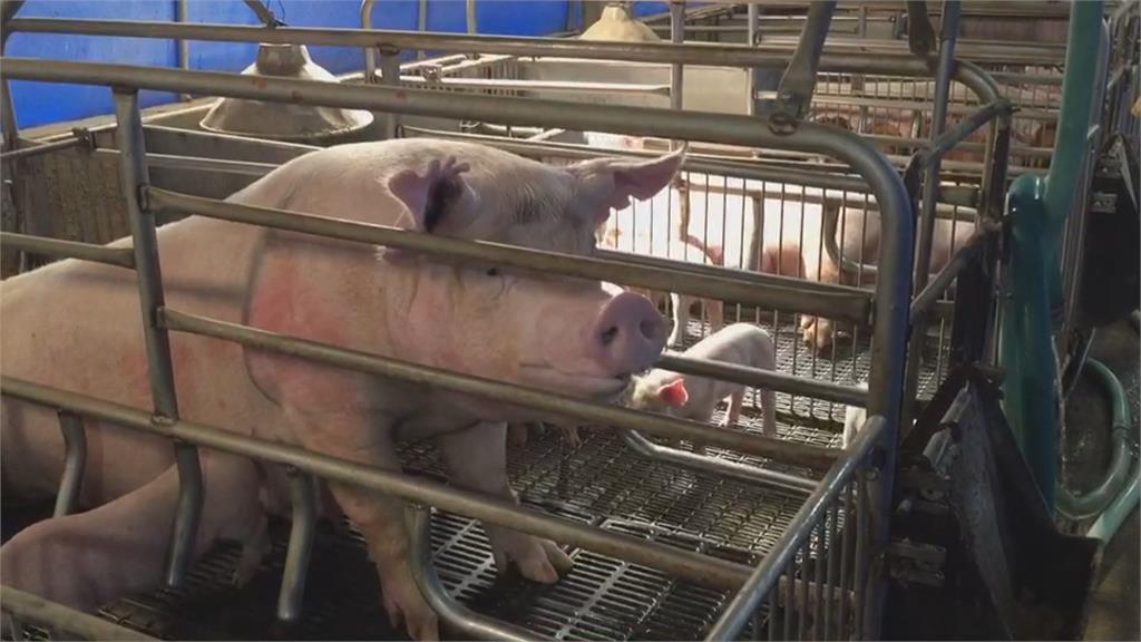 美國豬肉明年正式進口 屏東豬農有信心「樂觀看待」