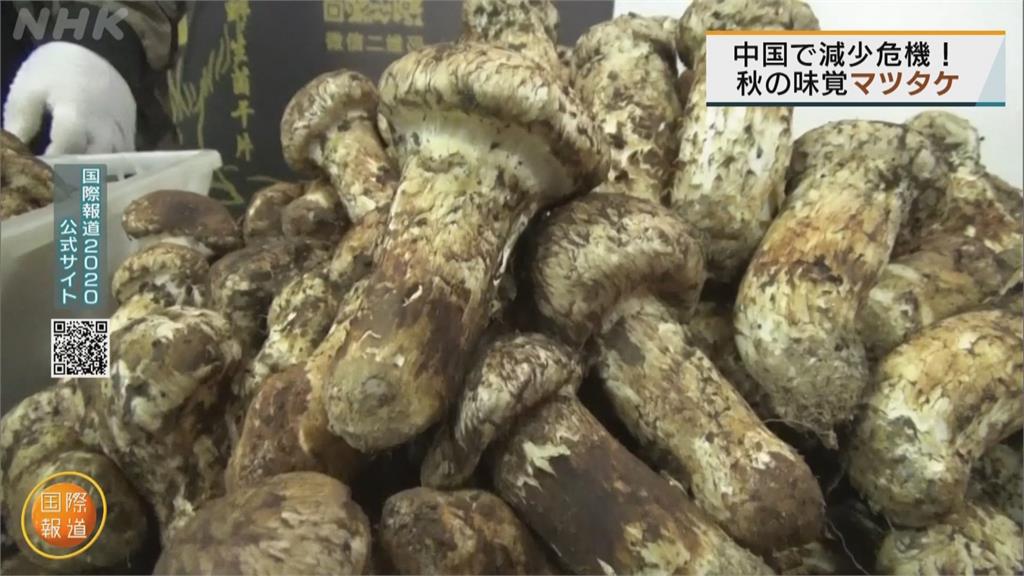 日本料理風行中國雲南松茸成搶手食材 山區頻傳濫摘