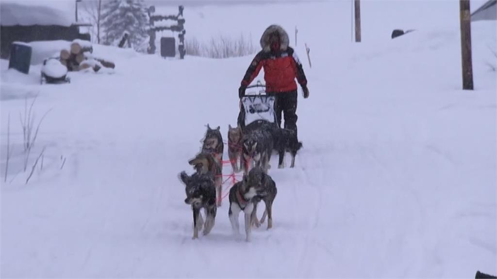 阿拉斯加雪橇犬長征賽 兩周賽程挑戰默契、耐力